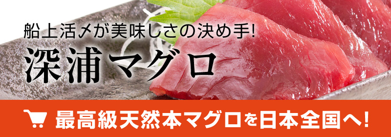 最高級天然本マグロを全国へ通信販売！船上活〆が旨さの決め手！深浦マグロ