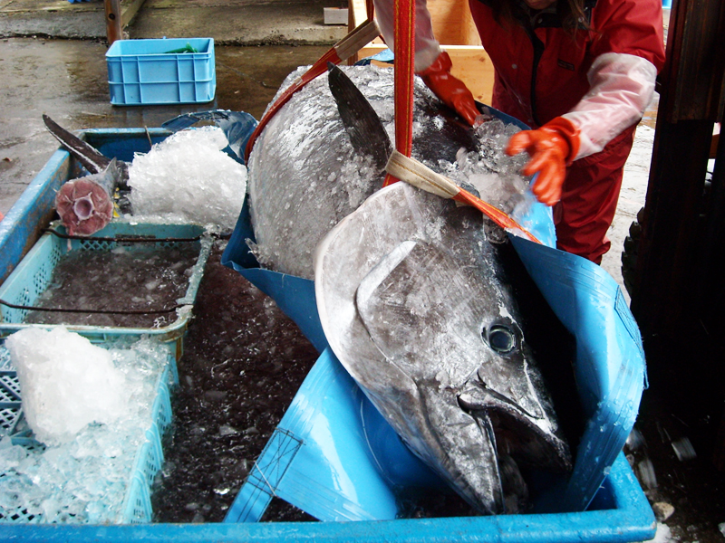 マグロの種類 特徴など 青森マグロ