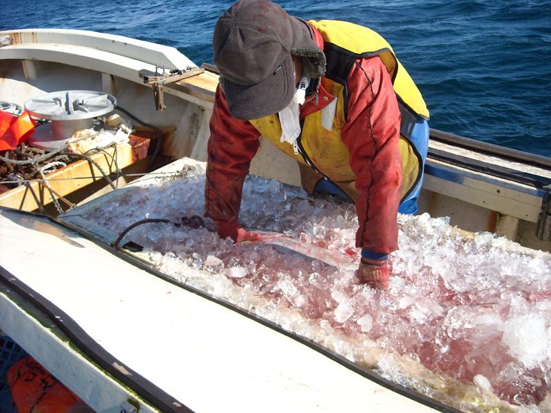 マグロは漁獲されたらすぐに冷やす