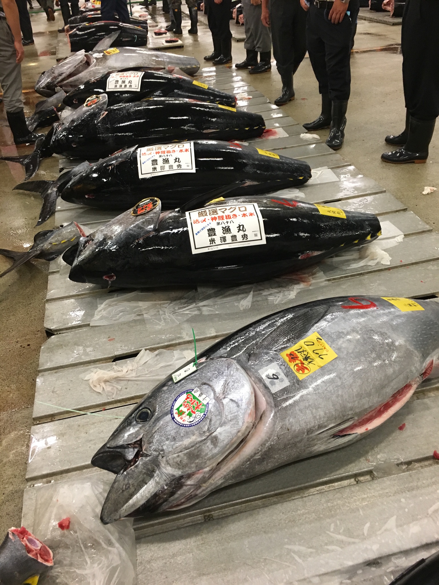 築地市場での年末マグロの価格形成について 青森マグロ