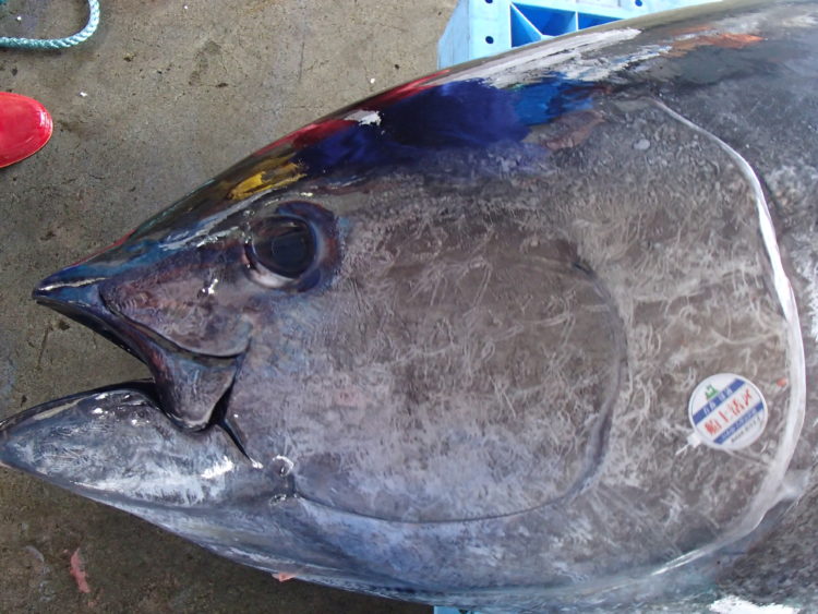 マグロの旬について 青森マグロ